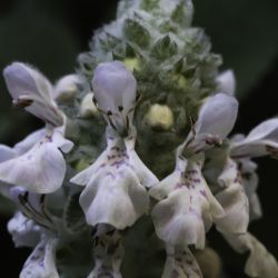 Stachys saxicola subsp. platyodon