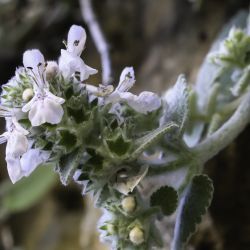 Stachys saxicola subsp. platyodon