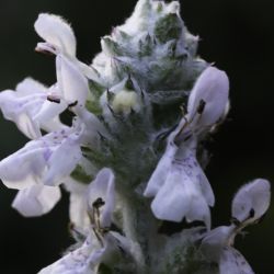 Stachys saxicola subsp. platyodon