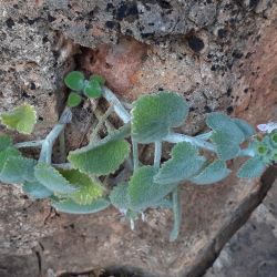 Stachys saxicola subsp. saxicola