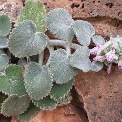 Stachys saxicola subsp. saxicola