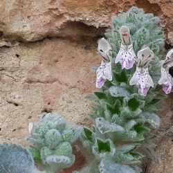 Stachys saxicola subsp. saxicola