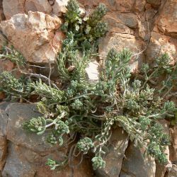 Teucrium antiatlanticum