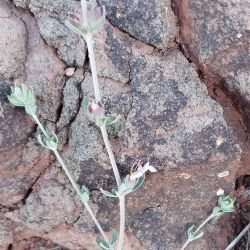 Teucrium barbarum