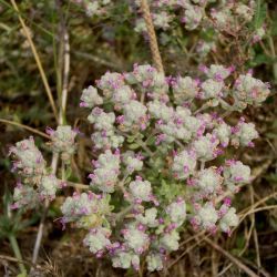 Teucrium capitatum