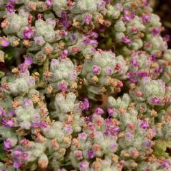 Teucrium capitatum