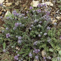 Teucrium capitatum