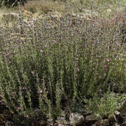 Teucrium chamaedrys