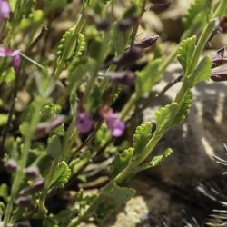 Teucrium chamaedrys