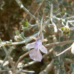 Teucrium chardonianum