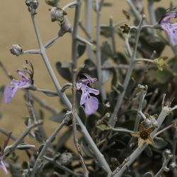 Teucrium chardonianum