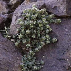 Teucrium cincinnatum