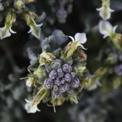 Teucrium cincinnatum