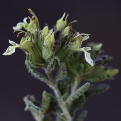 Teucrium cincinnatum