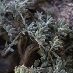 Teucrium cincinnatum