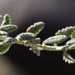 Teucrium cincinnatum