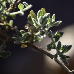 Teucrium cincinnatum