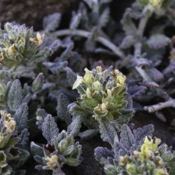 Teucrium cincinnatum