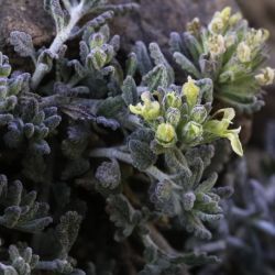 Teucrium cincinnatum