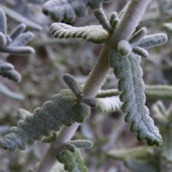 Teucrium cylindraceum