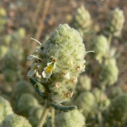 Teucrium cylindraceum