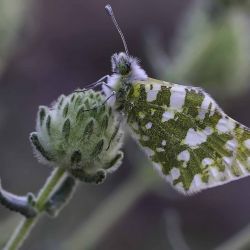 Teucrium cylindraceum