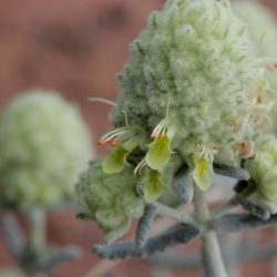 Teucrium cylindraceum
