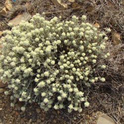 Teucrium cylindraceum