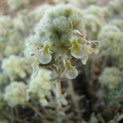 Teucrium cylindraceum