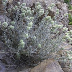 Teucrium cylindraceum