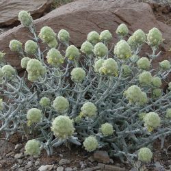 Teucrium cylindraceum
