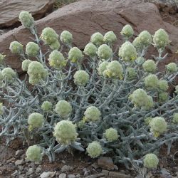 Teucrium cylindraceum