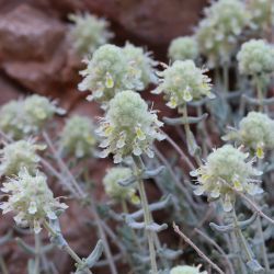 Teucrium cylindraceum