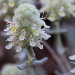 Teucrium cylindraceum