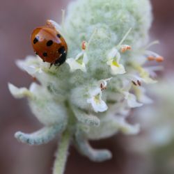Teucrium cylindraceum