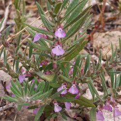 Teucrium decipiens