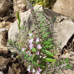 Teucrium decipiens