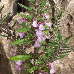 Teucrium decipiens