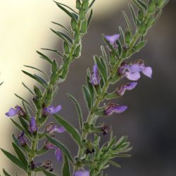 Teucrium decipiens