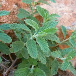 Teucrium demnatense