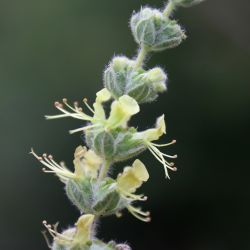 Teucrium demnatense