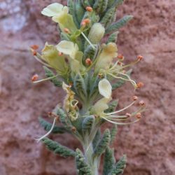 Teucrium demnatense