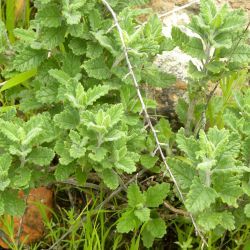 Teucrium demnatense