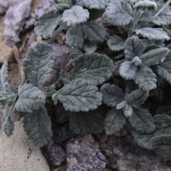 Teucrium demnatense