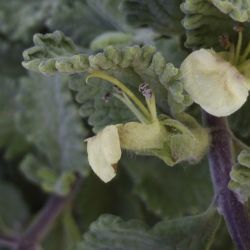 Teucrium demnatense