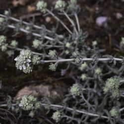 Teucrium doumerguei