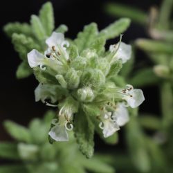 Teucrium doumerguei