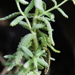 Teucrium doumerguei