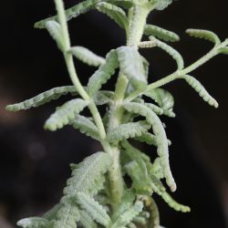 Teucrium doumerguei