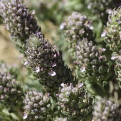 Teucrium ducellieri